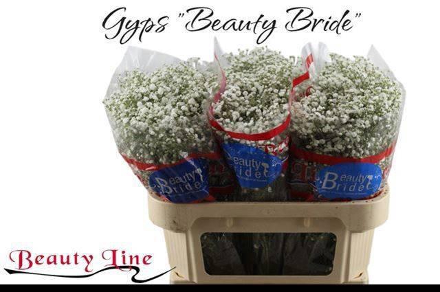 <h4>GYPS PA BEAUTY BRIDE</h4>