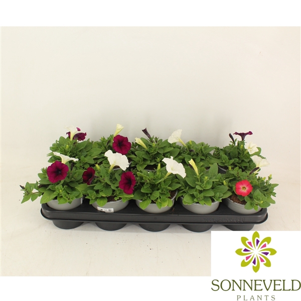 <h4>Petunia Fotophinish trio kleuren</h4>