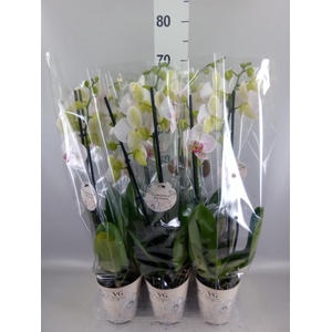 Phalaenopsis   ...