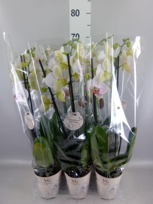 <h4>Phalaenopsis   ...</h4>