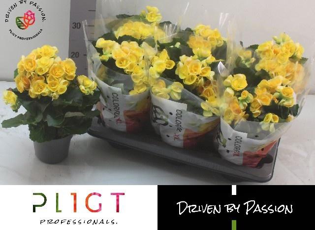 <h4>BEG HL NADINE</h4>