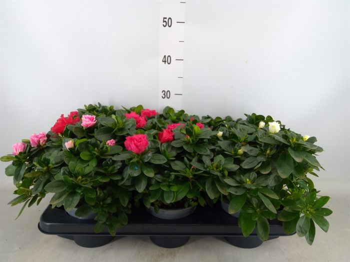 <h4>Rhododendron sim. 'Hellmut V' .mix</h4>