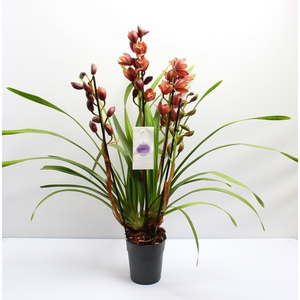 Cymbidium bruin 4 tak