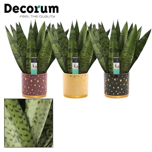 Sansevieria Zeylanica fan 12 cm in Sparkle (Rich Love-collection