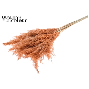 Pampas Grass 70cm 10st/bunch Frosted Salmon