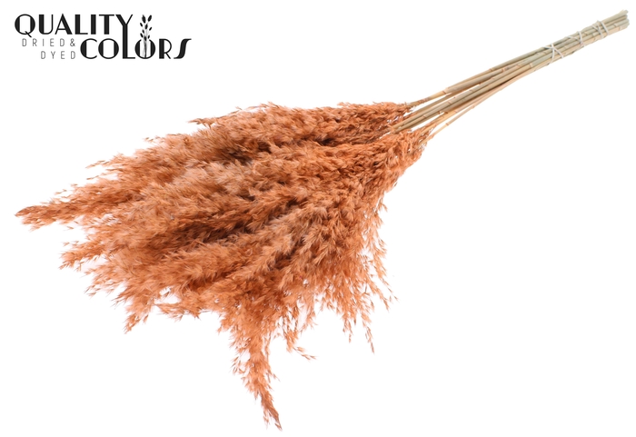 <h4>Pampas Grass 70cm 10st/bunch Frosted Salmon</h4>