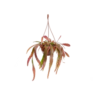 PSEUDORHIPSALIS RAMULOSA C18