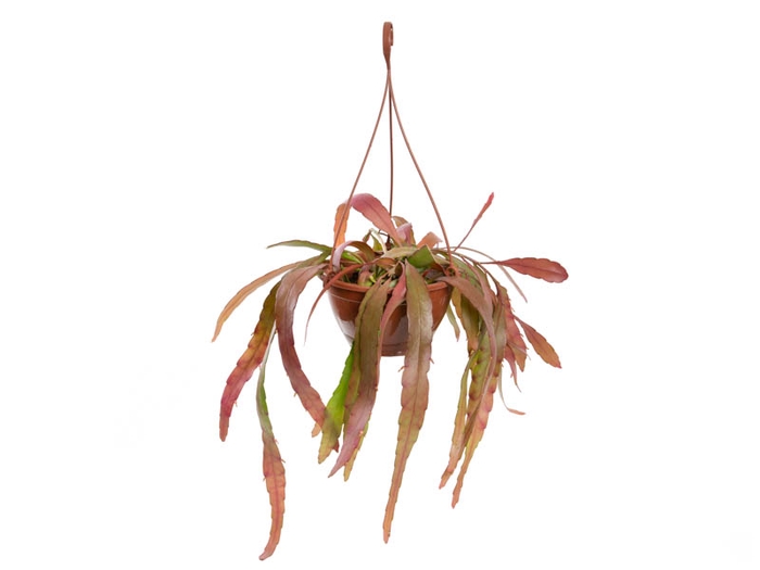 <h4>PSEUDORHIPSALIS RAMULOSA C18</h4>