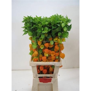 Physalis Lampion Tak