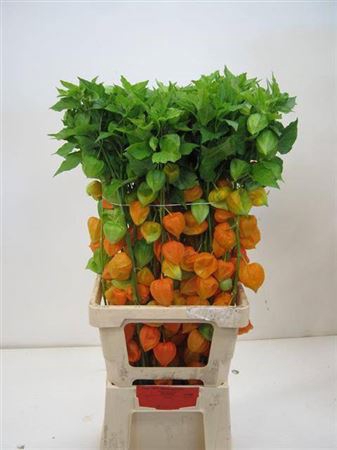 <h4>Physalis Lampion Tak</h4>