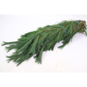 PINUS STROBUS 550G