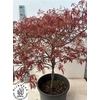 Acer Pa Garnet