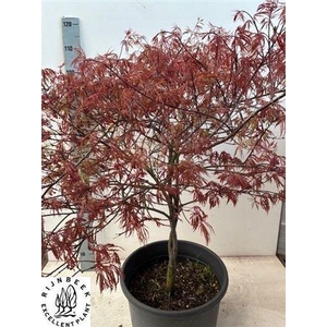 Acer Pa Garnet