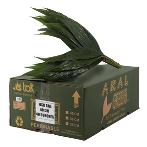Cocos Cultivated