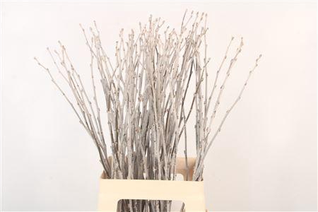 <h4>Populus Alba</h4>