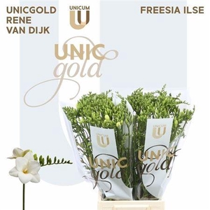 Fr En Ilse White