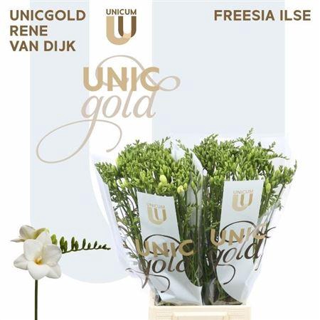 <h4>Fr En Ilse White</h4>