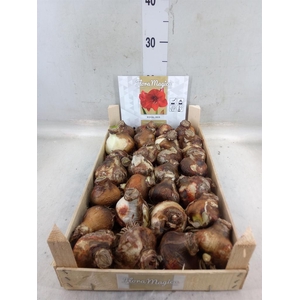 Hippeastrum   ...flowerbulbs