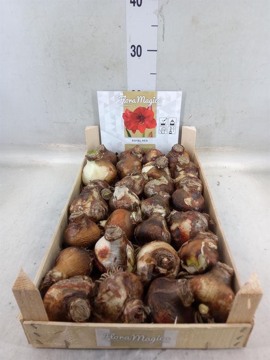 <h4>Hippeastrum   ...flowerbulbs</h4>