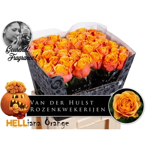 R GR HELIANA ORANGE+