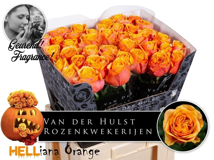 <h4>R GR HELIANA ORANGE+</h4>