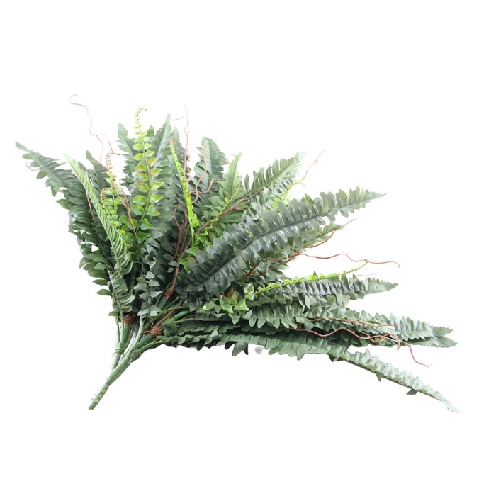 <h4>Fern Boston Plant Green</h4>