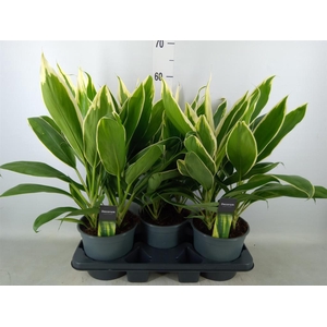 Cordyline fruti. 'Conga'