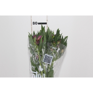 ALSTROEMERIA XANADU 080 CM ROXO