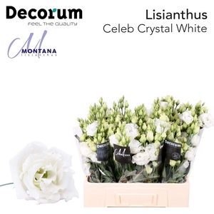 Lisianthus Celeb chrystal 60cm