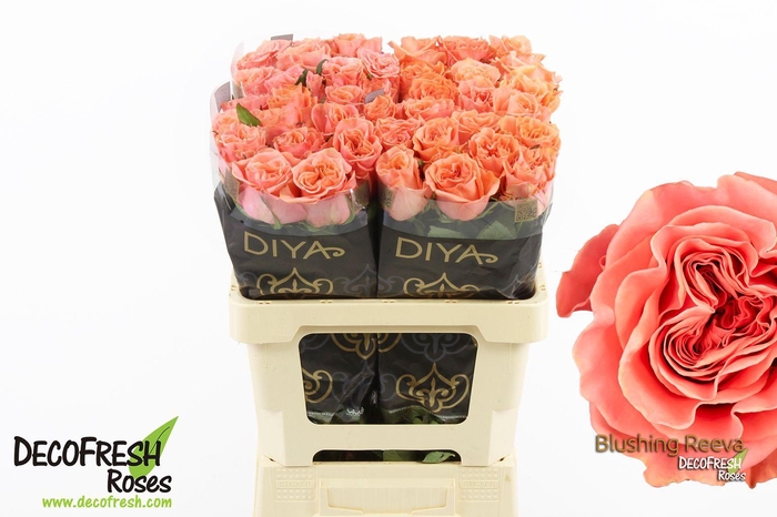 <h4>R Gr Blushing Reeva</h4>