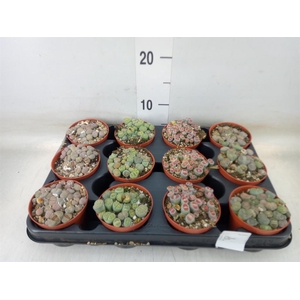 Lithops sp.