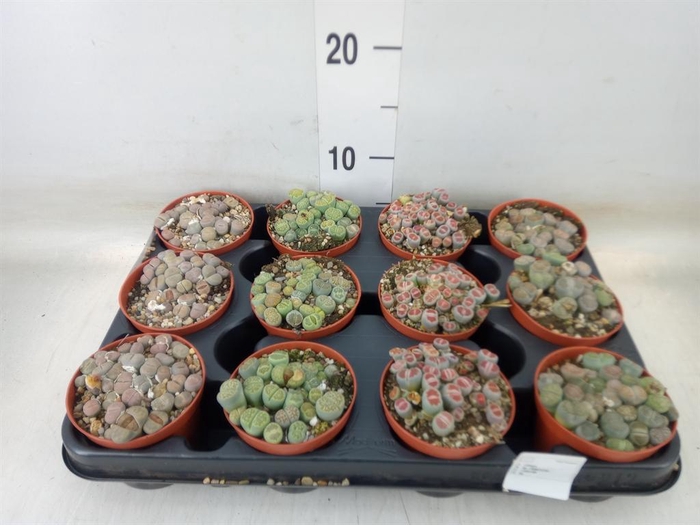 <h4>Lithops sp.</h4>