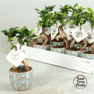 Fic Mi Ginseng Deco Ceramic