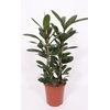 Ficus cyathistipula