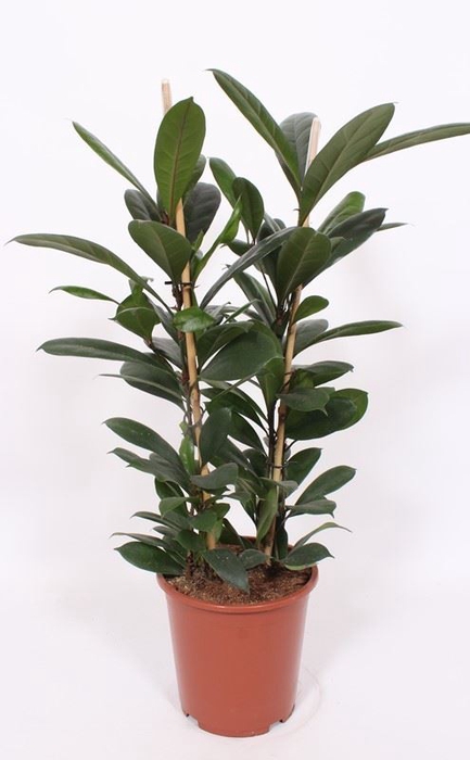 Ficus cyathistipula