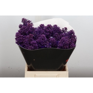 Skimmia Wx Paars