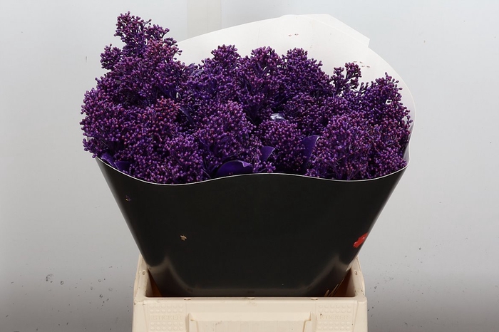 <h4>Skimmia Wx Paars</h4>