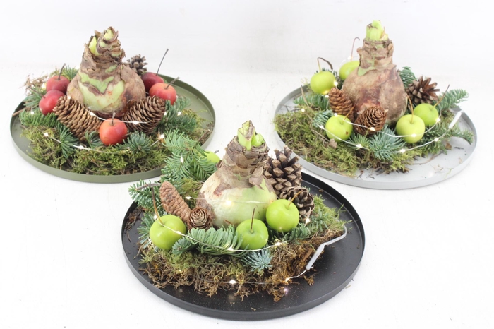 <h4>arr4 Amaryllis MB - Zink rand rond mix LED Los</h4>