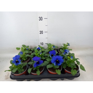 Viola wr. 'Delta Blue wBlotch'