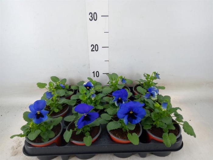<h4>Viola wr. 'Delta Blue wBlotch'</h4>