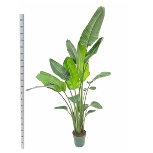 STRELITZIA NICOLAI