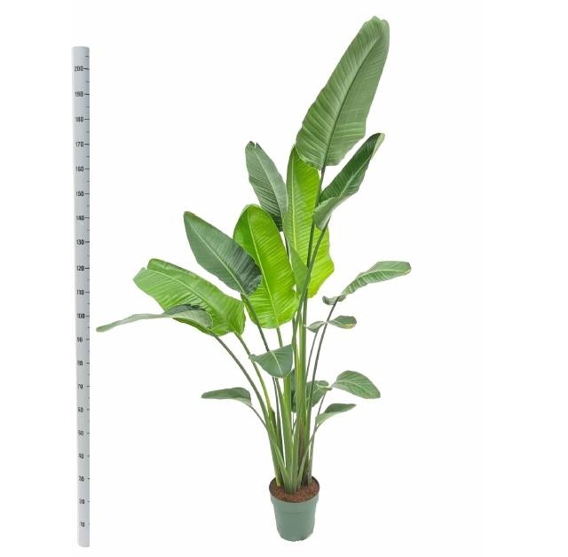 <h4>STRELITZIA NICOLAI</h4>