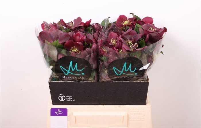 <h4>Hell Classic One</h4>