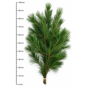 PINUS STROBUS BS