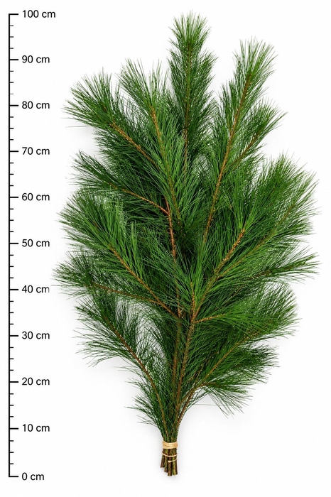 <h4>PINUS STROBUS BS</h4>