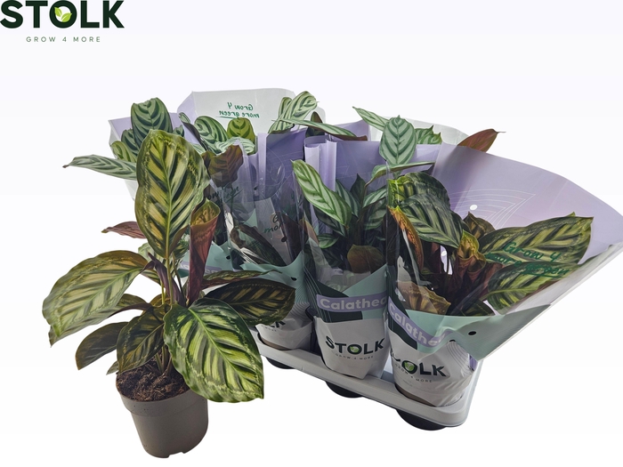 <h4>CALAT GEM 4 SRT</h4>