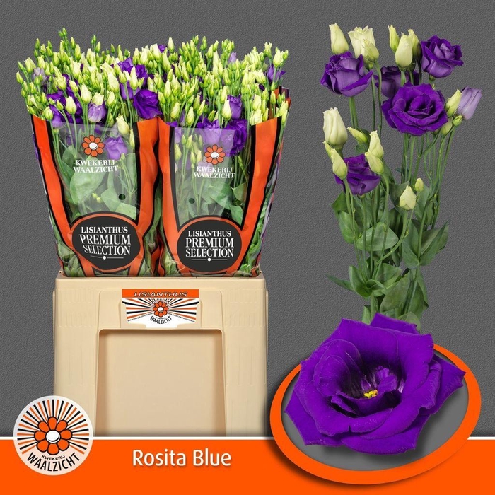 <h4>Lisianthus do rosita blue</h4>