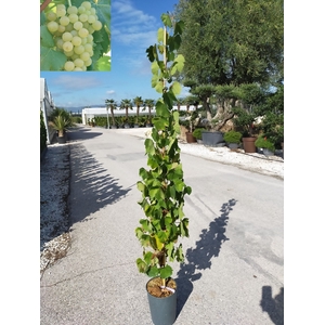 Vitis vinifera