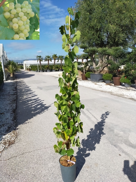 <h4>Vitis vinifera</h4>