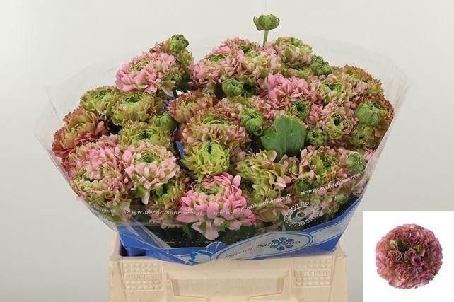 <h4>RAN PON PON HERMIONE</h4>